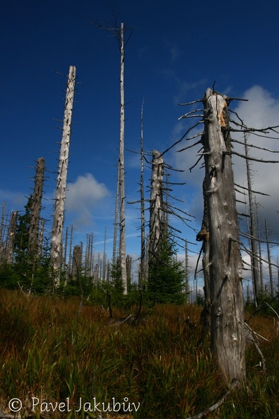 Šumava.JPG