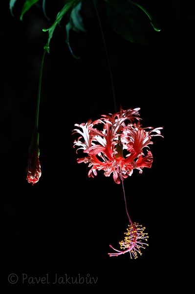 Hibiscus schizopetalus.jpg