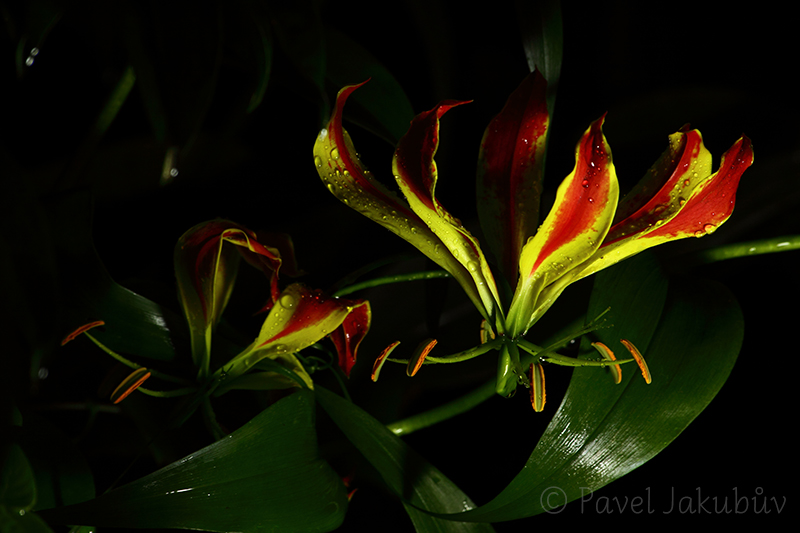 Gloriosa superba.jpg